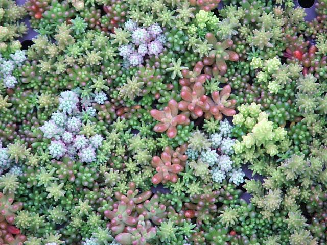 SEDUM MONT JACKSON