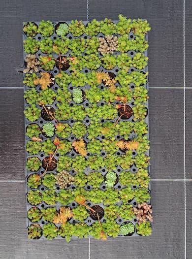 SEDUM EVEREST 104 Plants