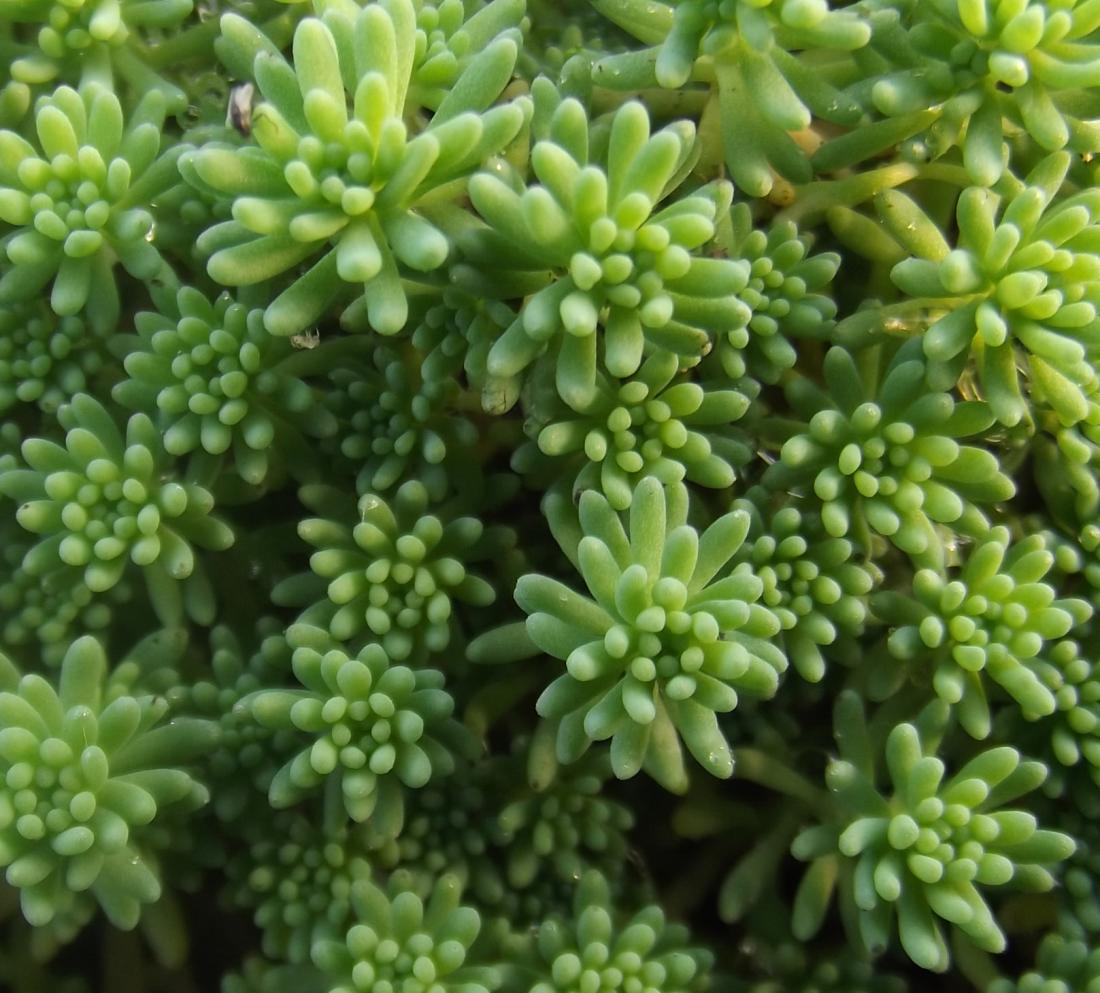 SEDUM URBIA