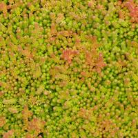 SEDUM TAKOMA