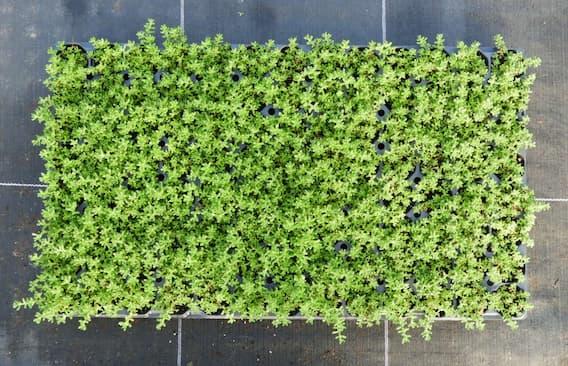 SEDUM ALBUM MURAL 104 Plants