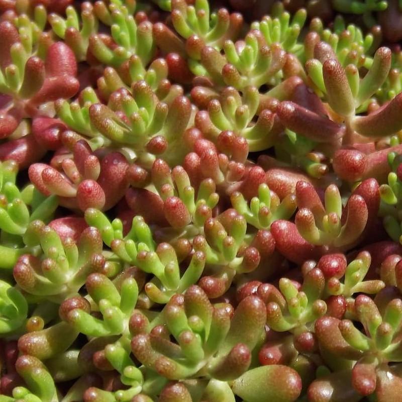 SEDUM ALBUM MURAL 160 Plants