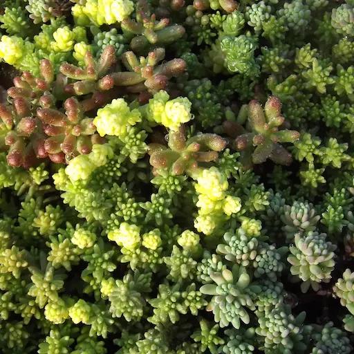 SEDUM EVEREST 104 Plants