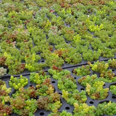 SEDUM MONT JACKSON 104 Plants
