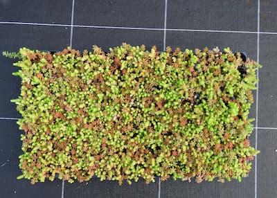 SEDUM MONT JACKSON 104 Plants