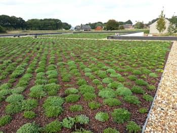 SEDUM EVEREST 104 Plants